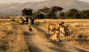 Hillstone Safari Lodge, activities near Hillstone Safari Lodge, Amboseli excursions, cultural tours Kimana