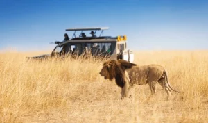 Hillstone Safari Lodge, family-friendly lodges Kenya, Hillstone Safari Lodge amenities, Kimana family activities